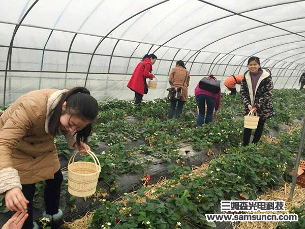 走进田园 亲近自然--员工摘草莓活动_samsuncn.com