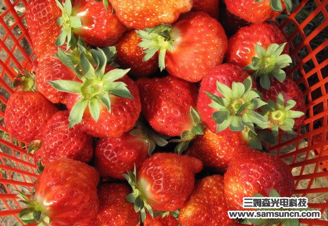 走进田园 亲近自然--员工摘草莓活动_samsuncn.com
